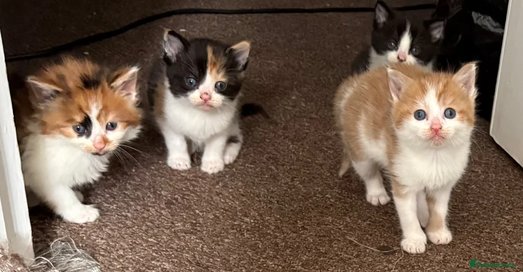 Mixed Breed cats for sale: 4 beautiful kittens for sale  in Slough - Advert 9