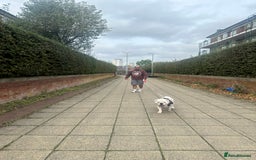 English Bulldog dogs for stud: Exceptional Ch Bloodline CH RICATORI RE DESIGNED…  - Image 4