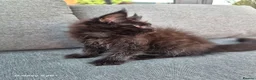 Maine Coon cats for sale: Licensed breeder-maine coon  - Advert 31