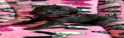 Standard Poodle dogs for sale: Kennel Club Registered Standard Poodle Puppies - Advert 20