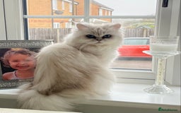 Persian cats for sale: Female Persian looking for a special home - Advert 1