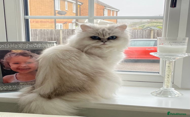 Persian cats Female Persian looking for a special home - Advert 1