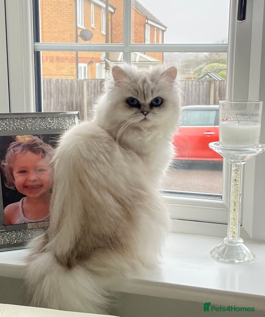 Persian cats for sale: Female Persian looking for a special home - Advert 1