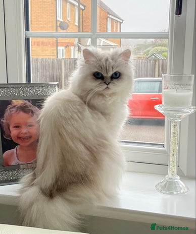 Persian cats Female Persian looking for a special home - Advert 1