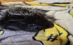 Guinea Pig rodents for sale: Pair of Bonded Baby Male Guinea Pigs For Sale  - Image 3