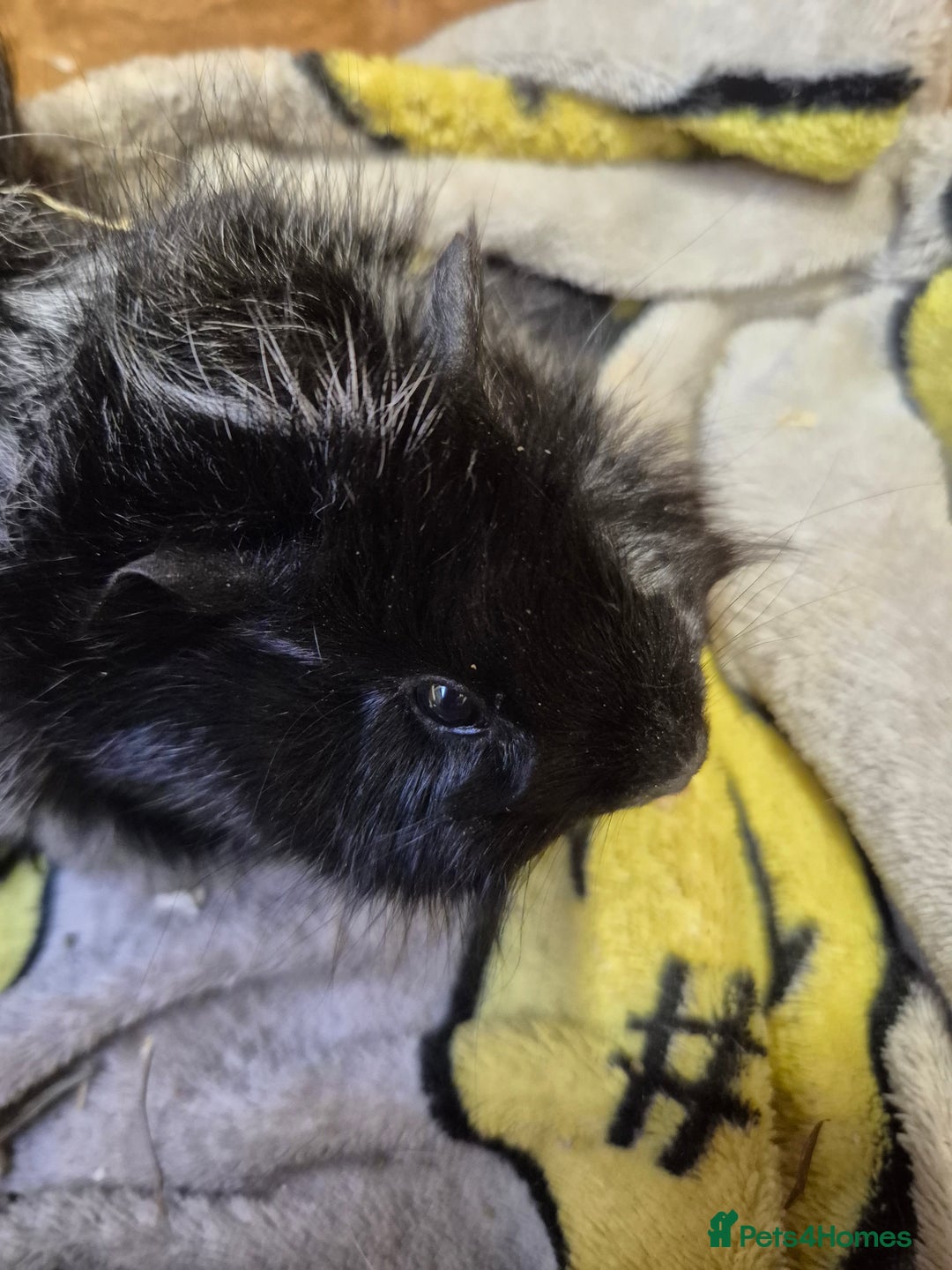 Guinea Pig rodents for sale: Pair of Bonded Baby Male Guinea Pigs For Sale  - Image 3