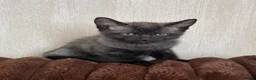 Mixed Breed cats for sale: Siamese cross kitten in Rhyl - Advert 7