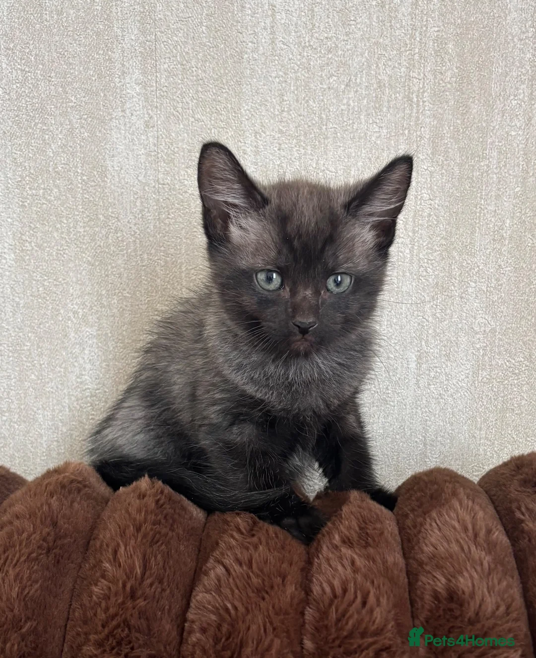 Mixed Breed cats for sale: Siamese cross kitten in Rhyl - Advert 7