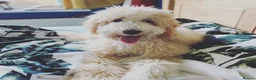 Labradoodle dogs for stud: Proven Friendly Stud Dog Teddy Available - Advert 1