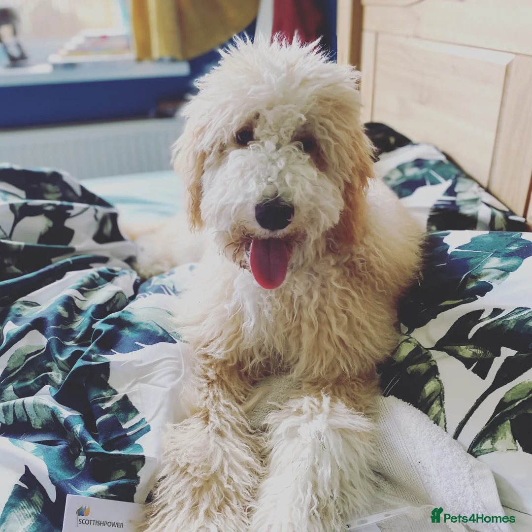 Labradoodle dogs for stud: Proven Friendly Stud Dog Teddy Available - Advert 1