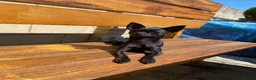 Chihuahua dogs for sale: Short Haired Chihuahua Apple Head KC Reg Puppies - Advert 12