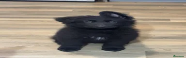German Shepherd Puppy 1