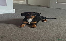 Jack Russell dogs for sale: Jack Russel puppies - Image 8