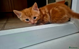 Mixed Breed cats for sale: Playful kittens🥰 - Advert 11