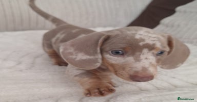 Miniature Dachshund dogs - Advert 11