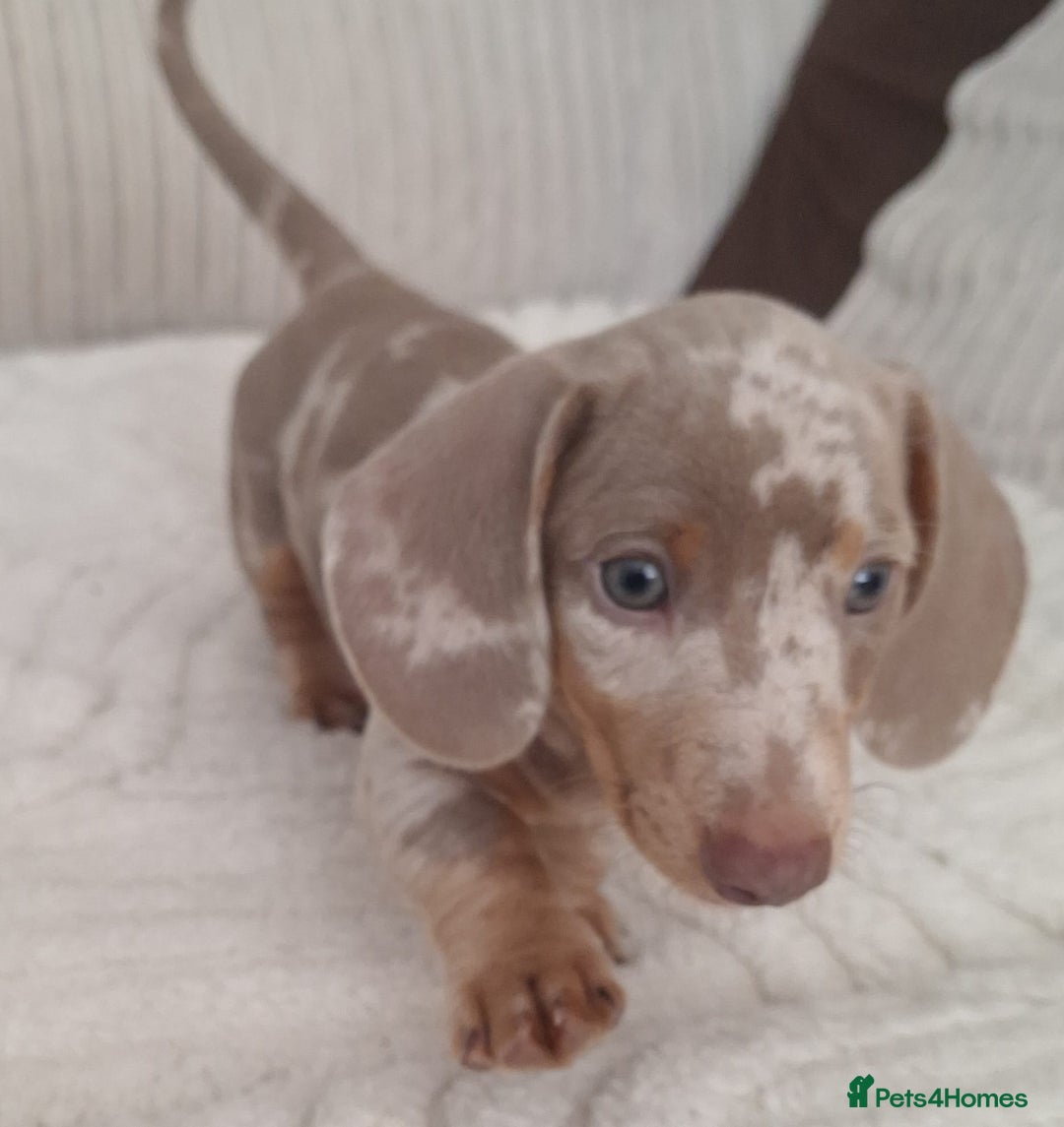 Miniature Dachshund dogs for sale: Adorable KC registered mini dachsund pups - Image 2