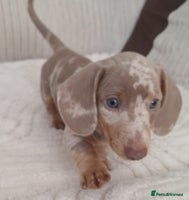 Miniature Dachshund dogs - Advert 11