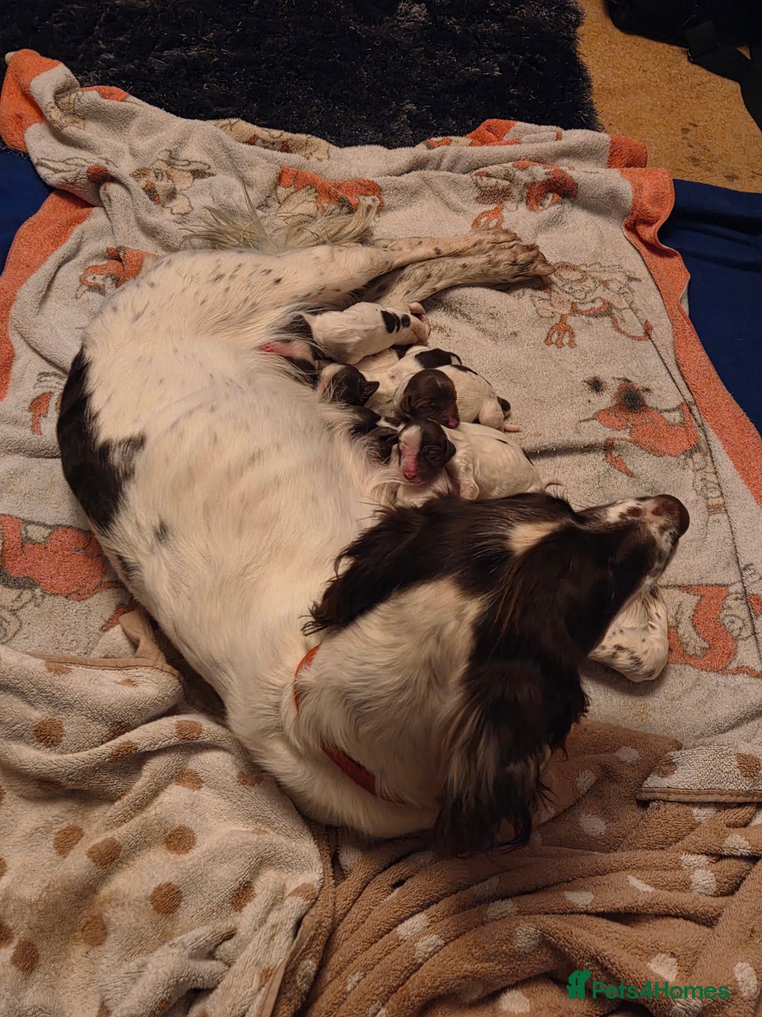 English Springer Spaniel dogs for sale: English Springer Spaniel Girl Puppies - Advert 2