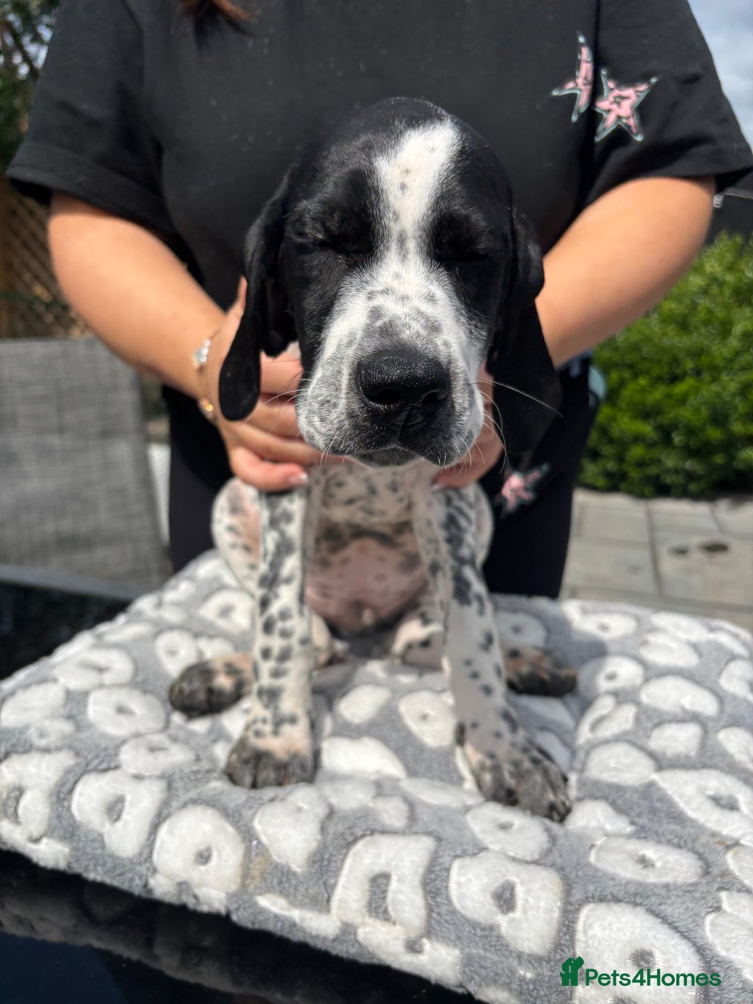 Pointer dogs for sale: ⭐️ LAST MALE PUP REMAINING!⭐️ - Image 23