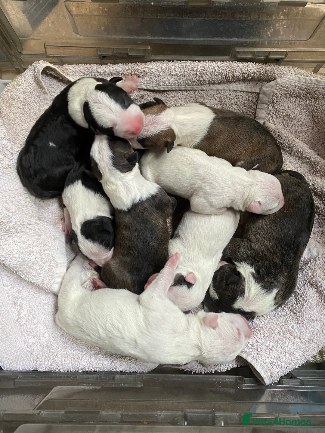 English Bull Terrier dogs for sale: English bull terrier puppy’s  - Image 13
