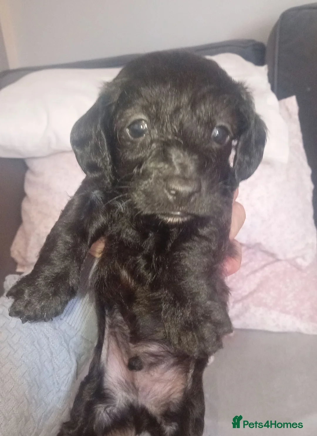 Doxiepoo dogs for sale: Doxipoo puppies - Advert 2