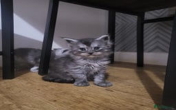 Maine Coon cats for sale:  TICA Registered Maine Coon Kittens Silver Tabby  - Image 4