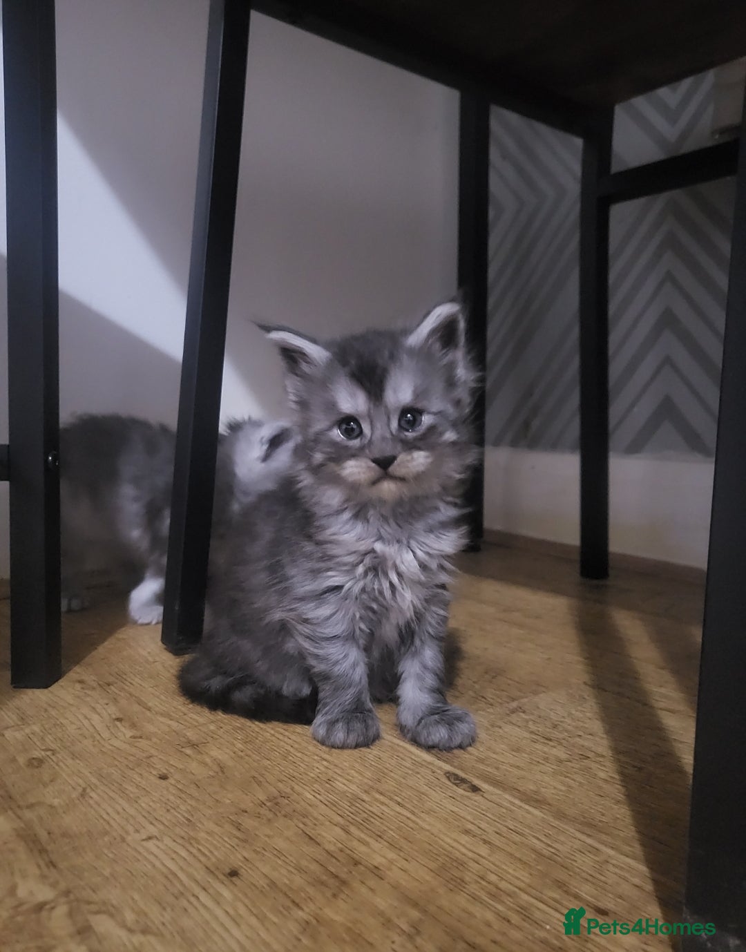 Maine Coon cats for sale:  TICA Registered Maine Coon Kittens Silver Tabby  - Image 4