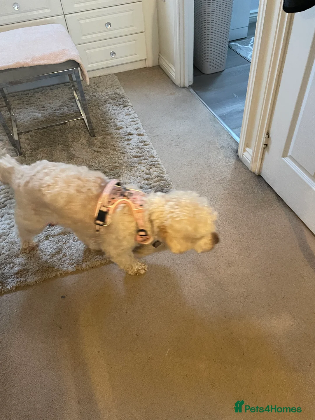 Cockapoo dogs for sale: Sweetest pet - Advert 5