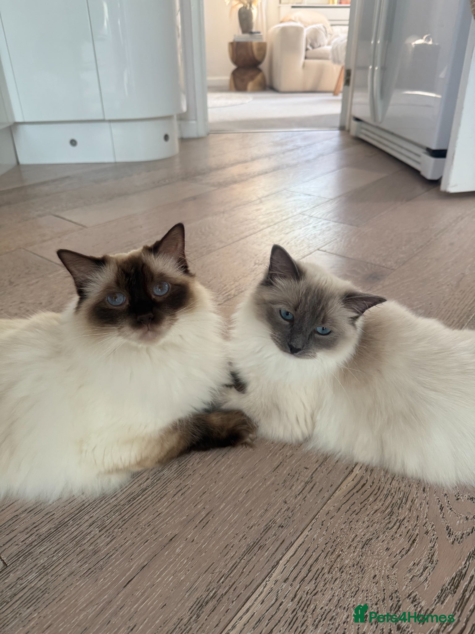 Ragdoll cats Gorgeous Blue Mink & Chocolate Ragdolls  - Advert 2