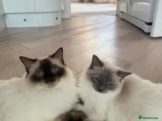 Ragdoll cats Gorgeous Blue Mink & Chocolate Ragdolls - Advert 1