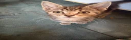 Mixed Breed cats for sale: Little ones are looking for loving home - Advert 20