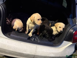 Labrador Retriever dogs 1girl 5 boys READY TO GO BOTH VACCINATIONS PAID - Advert 4