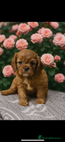 Cavalier King Charles Spaniel dogs - Advert 9