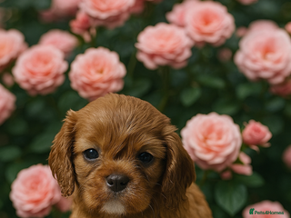 Cavalier King Charles Spaniel dogs Cavalier King Charles Spaniel kc health tested - Advert 6