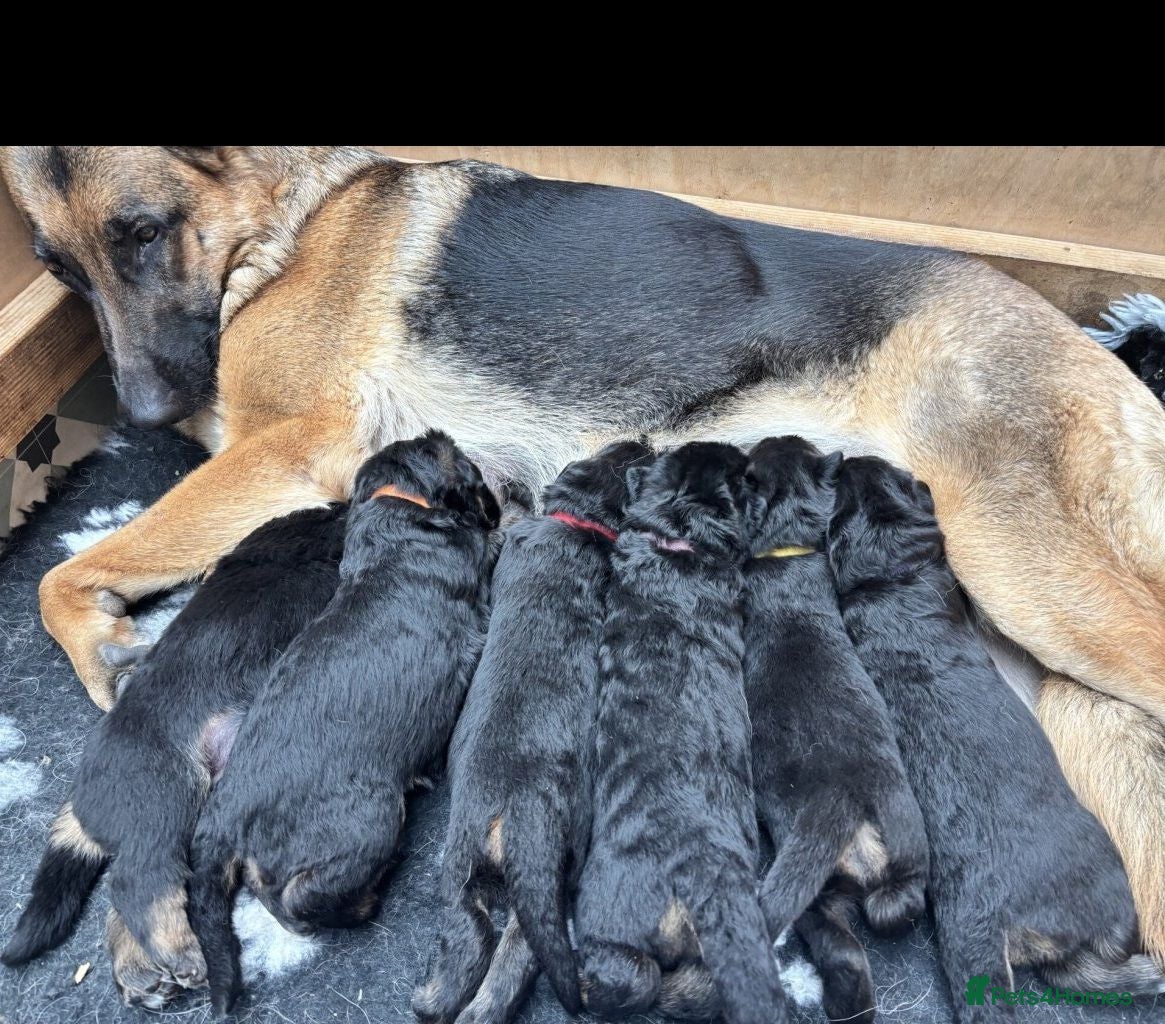 German Shepherd dogs GermanShepherd puppy’s GSD - Advert 1