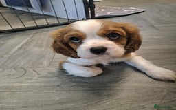 Cavalier King Charles Spaniel dogs for sale: King Charles cavalier 1 boy left!  - Image 3