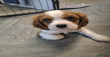 Cavalier King Charles Spaniel dogs - Advert 11