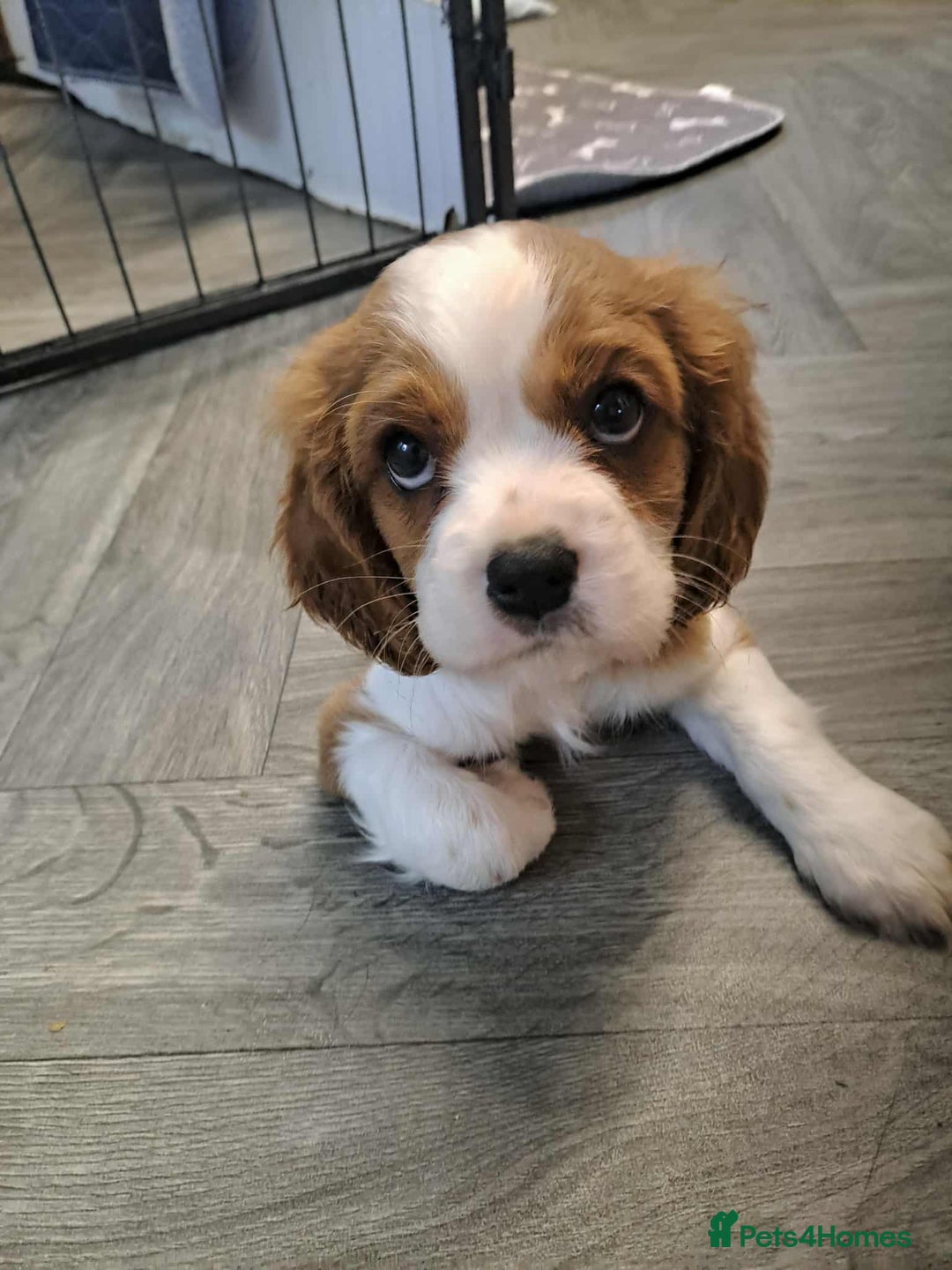 Cavalier King Charles Spaniel dogs for sale: King Charles cavalier 1 boy left!  - Image 3