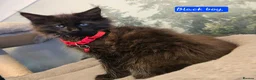 Maine Coon cats for sale: Beautiful Maine coons  in Gateshead - Advert 19