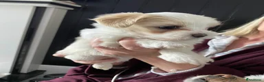 Mixed Breed Puppy 1