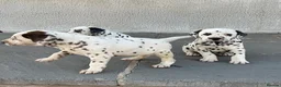 Dalmatian dogs for sale: Dalmatian beautiful - Advert 7