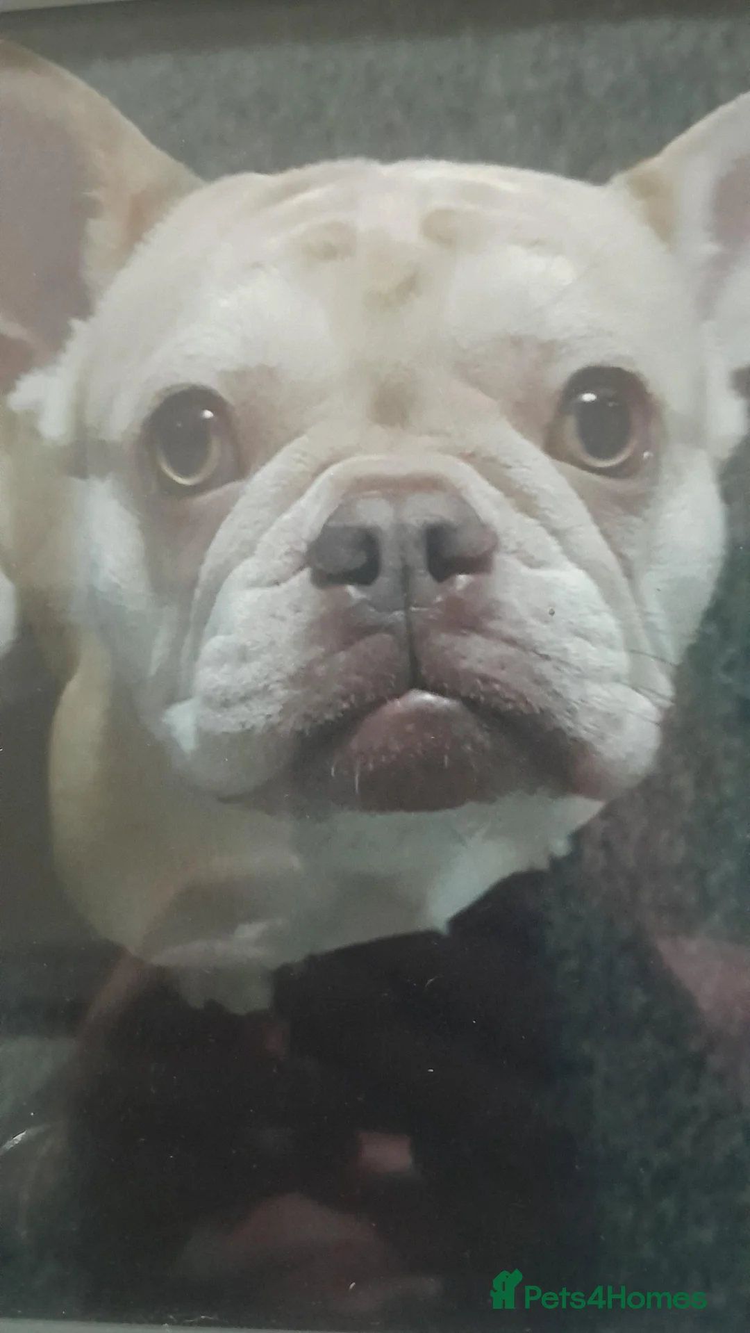 French Bulldog dogs for sale: Beautiful French Bulldogs - Advert 40