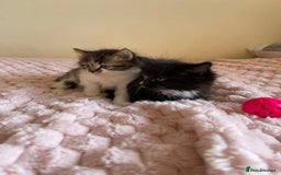 Maine Coon cats for sale: Maine Coon Cross Kittens  - Image 4