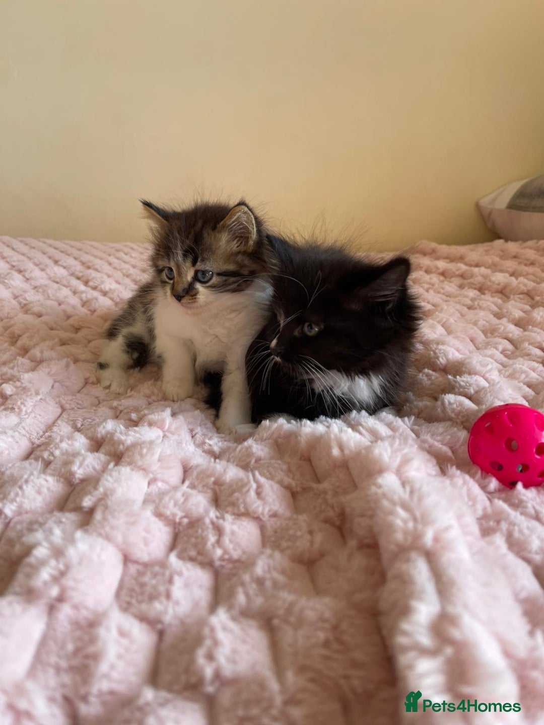 Maine Coon cats for sale: Maine Coon Cross Kittens  - Image 4