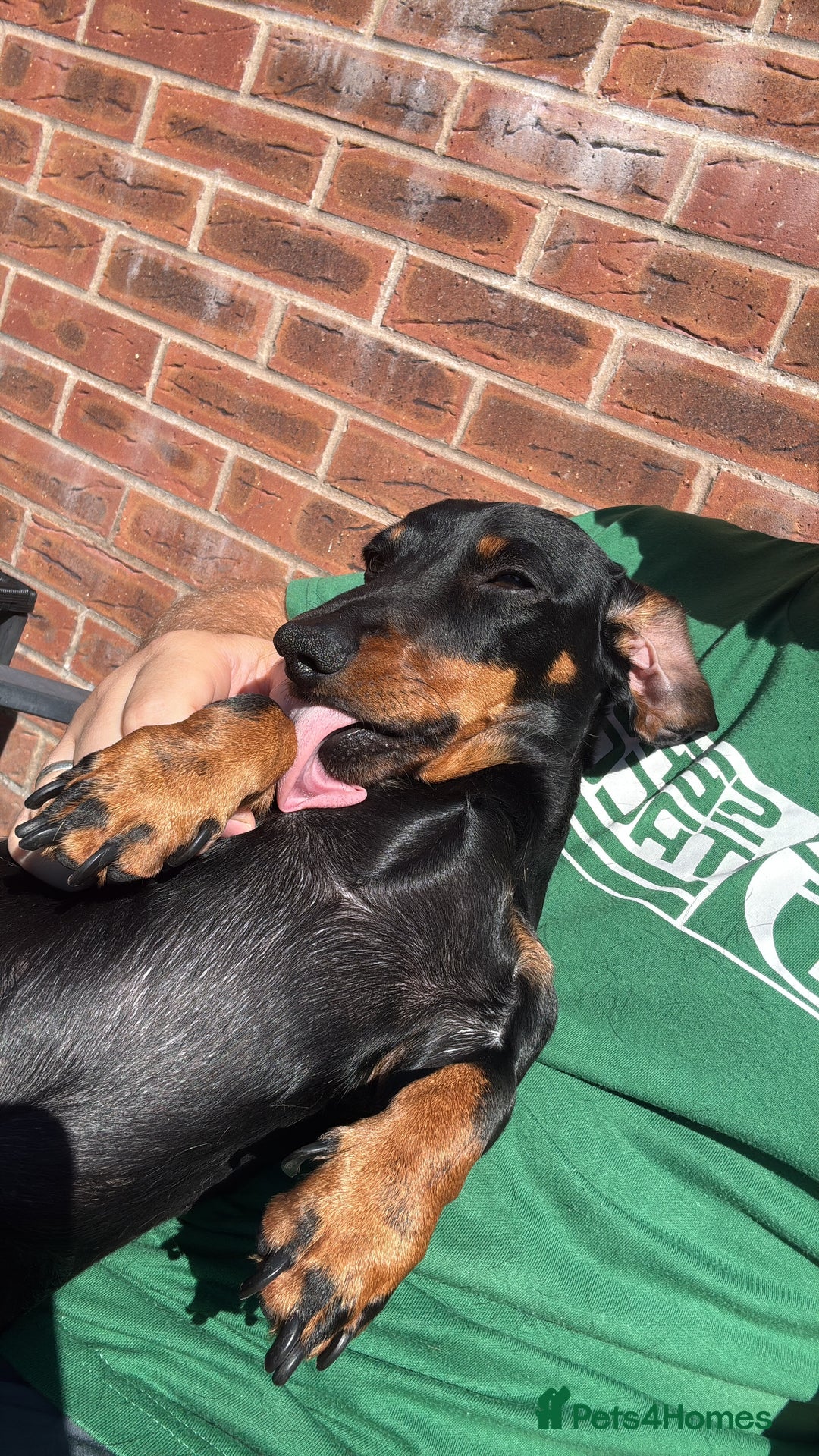 Miniature Dachshund dogs for stud: KC Registered Miniature Dachshund Stud - Advert 7