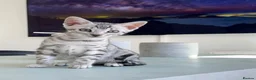 Bengal cats for sale: ✨NEW✨ TICA Pedigree Championship Bengal Kittens - Advert 14