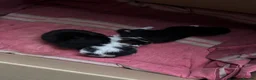 Mixed Breed cats for sale: READY TO GO! Fluffy kittens  - Advert 6