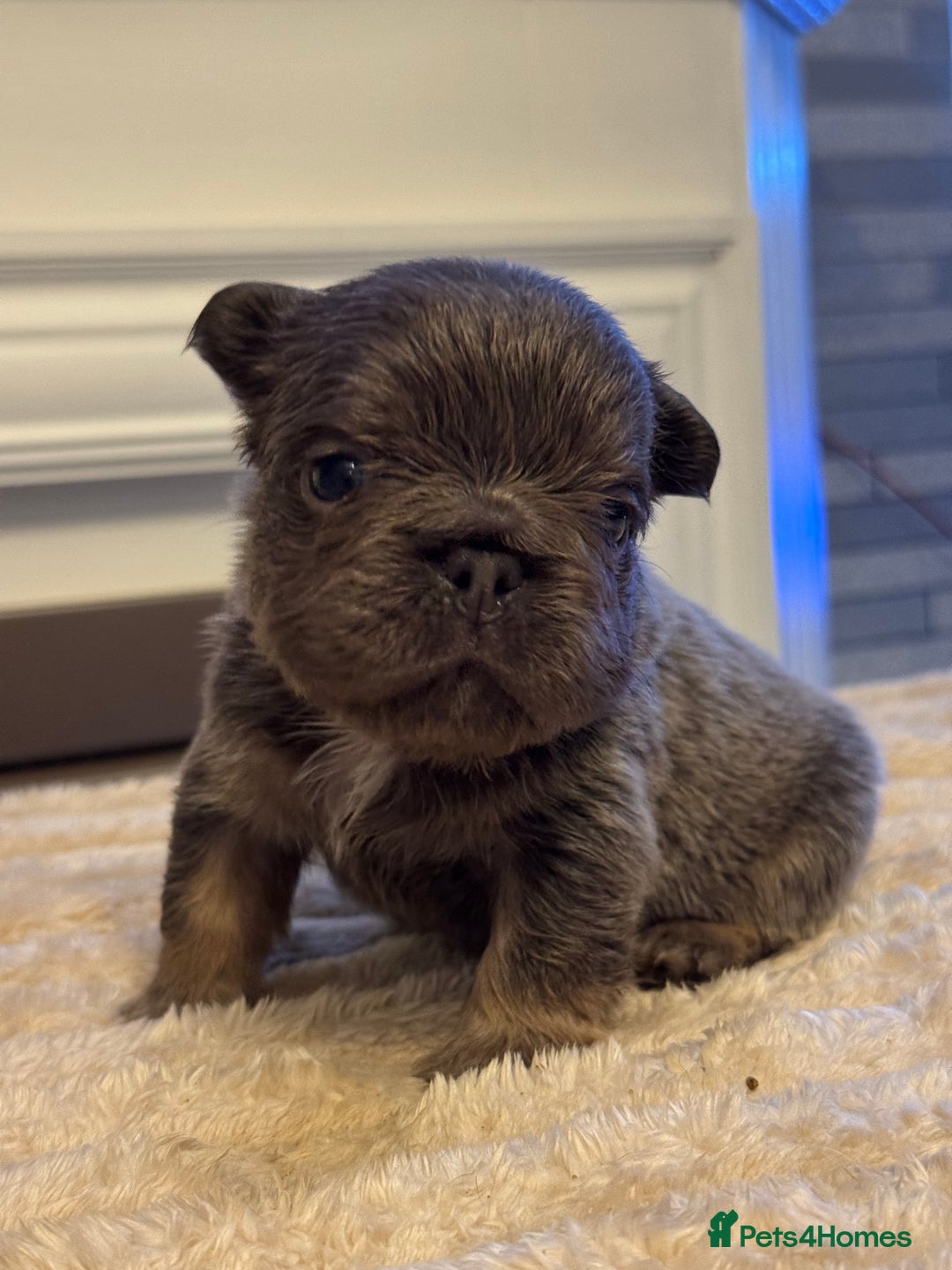 French Bulldog dogs for sale: 5 AMAZING QUALITY FRENCH BULLDOG PUPS  - Advert 20