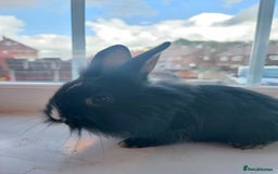 Dwarf Lop rabbits for sale: A cute little rabbit - Image 2