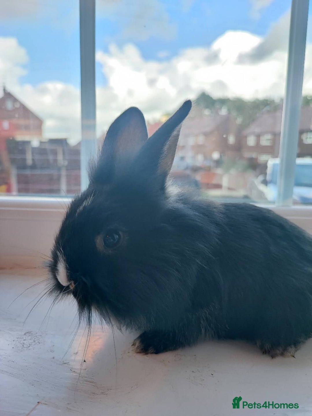Dwarf Lop rabbits for sale: A cute little rabbit - Image 2